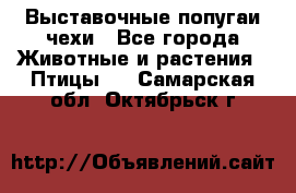 Выставочные попугаи чехи - Все города Животные и растения » Птицы   . Самарская обл.,Октябрьск г.